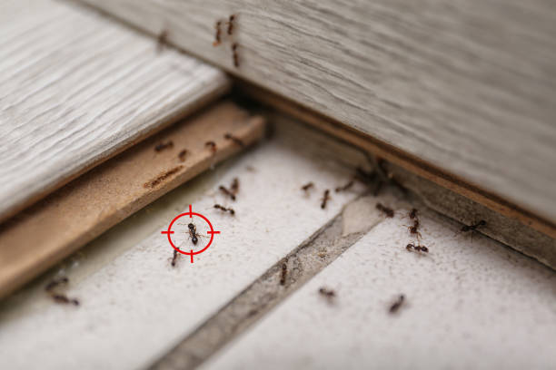 Best Local Pest Control Services  in Glencoe, AL