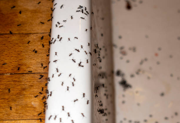 Best Pest Removal Services  in Glencoe, AL